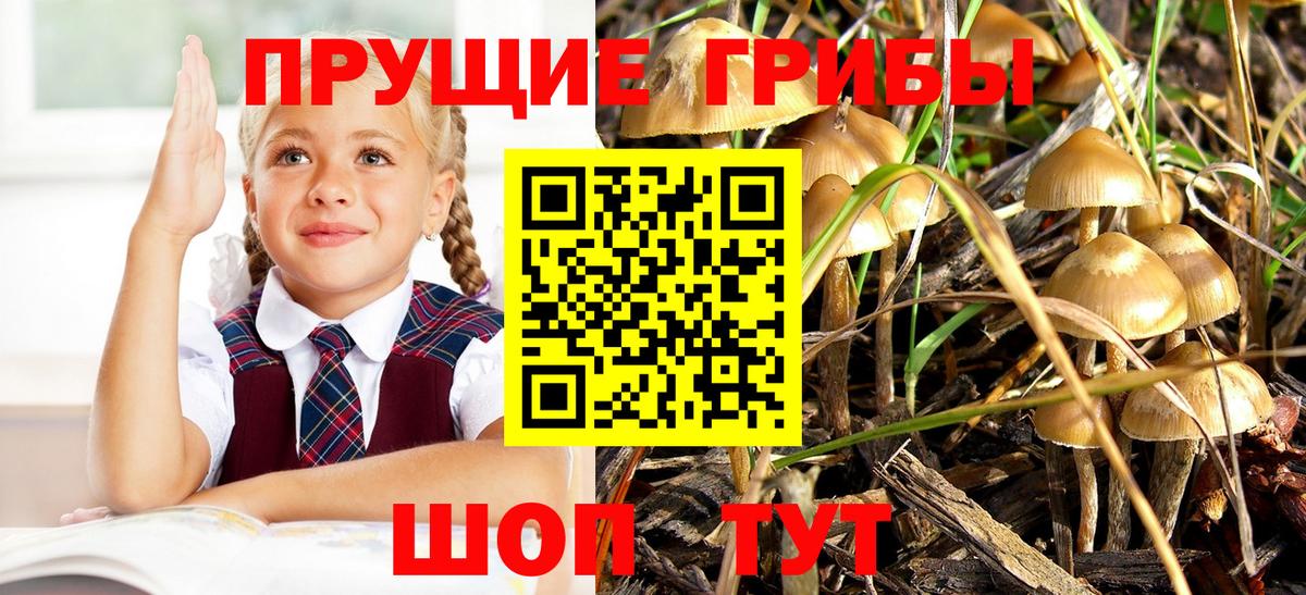 Галлюциногенные грибы Psilocybine cubensis  Вход с VPN  Нальчик  Галлюциногенные грибы ЛСД 