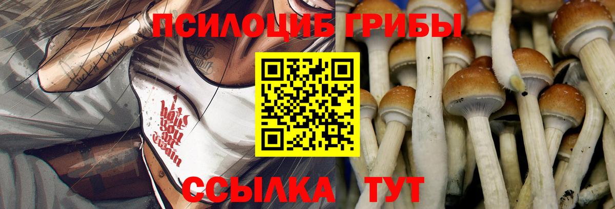 Галлюциногенные грибы Psilocybe Нальчик